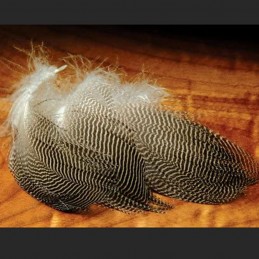 Hareline Gadwall Feathers