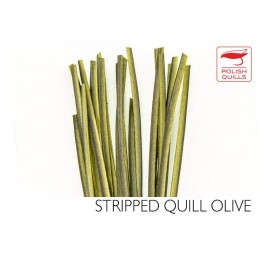 Stripped Peacock Quill - Olive